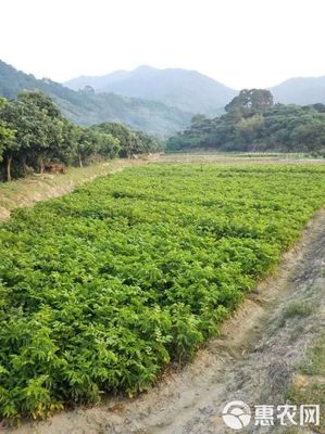 黑黄皮果苗 鸡心!无核!一手货源
