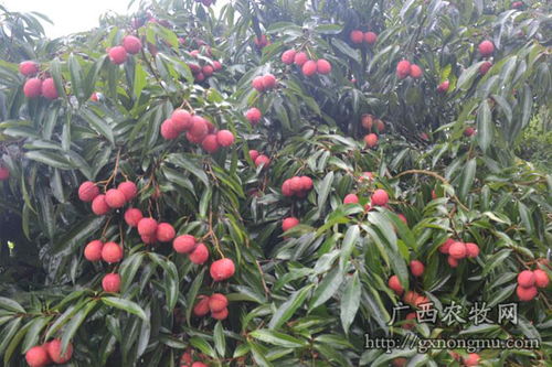 灵山县万兴荔枝种植合作社 广西荔枝名果,喜迎八方客商
