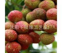 番荔枝树苗产品信息