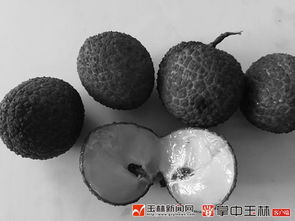 玉林荔枝产业硬伤软肋突然变成了优势