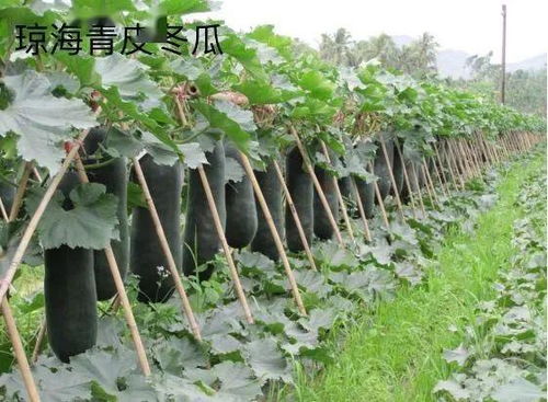 海南农产品地理标志登记保护再上新台阶