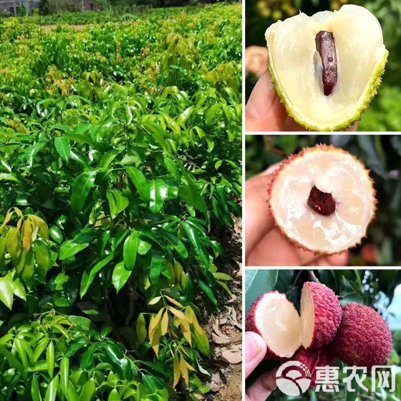 荔枝树苗嫁接苗桂味荔枝无核荔枝妃子笑荔枝鸡嘴荔笑早熟南方荔枝