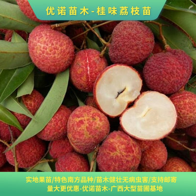 荔枝苗 昆明桂味荔枝苗支持邮寄