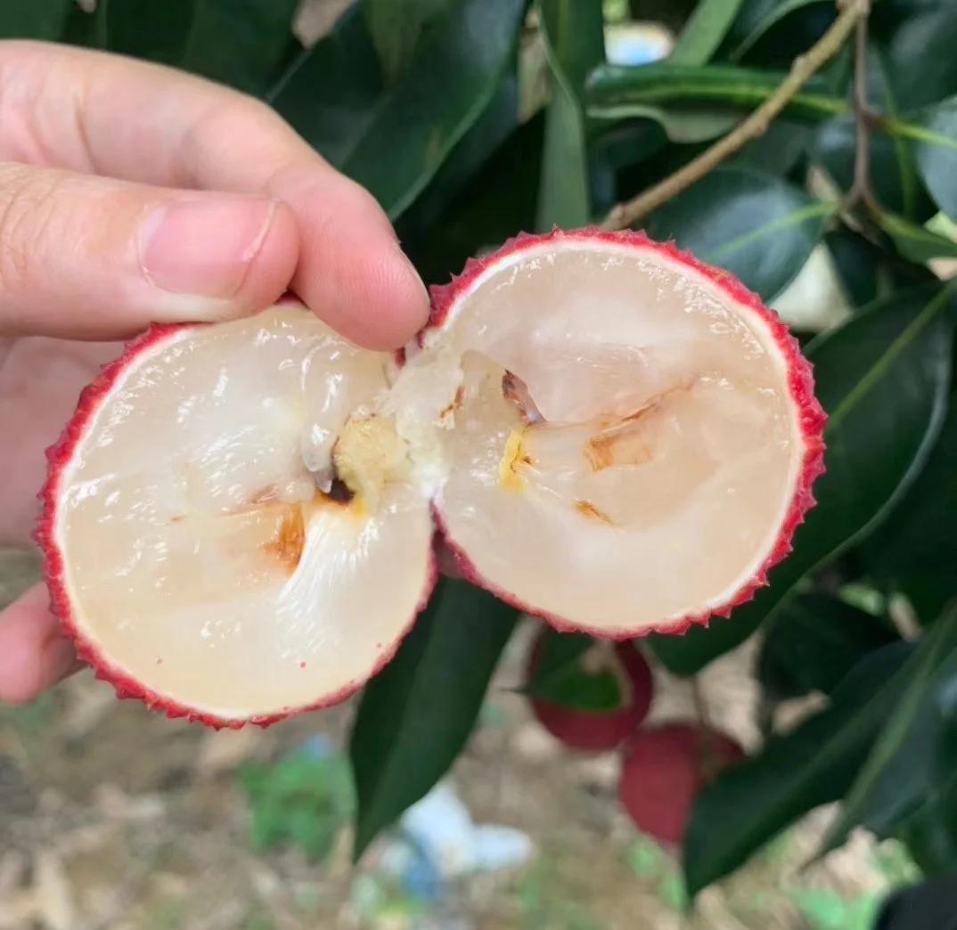 海南无核荔枝:70%的独特美味