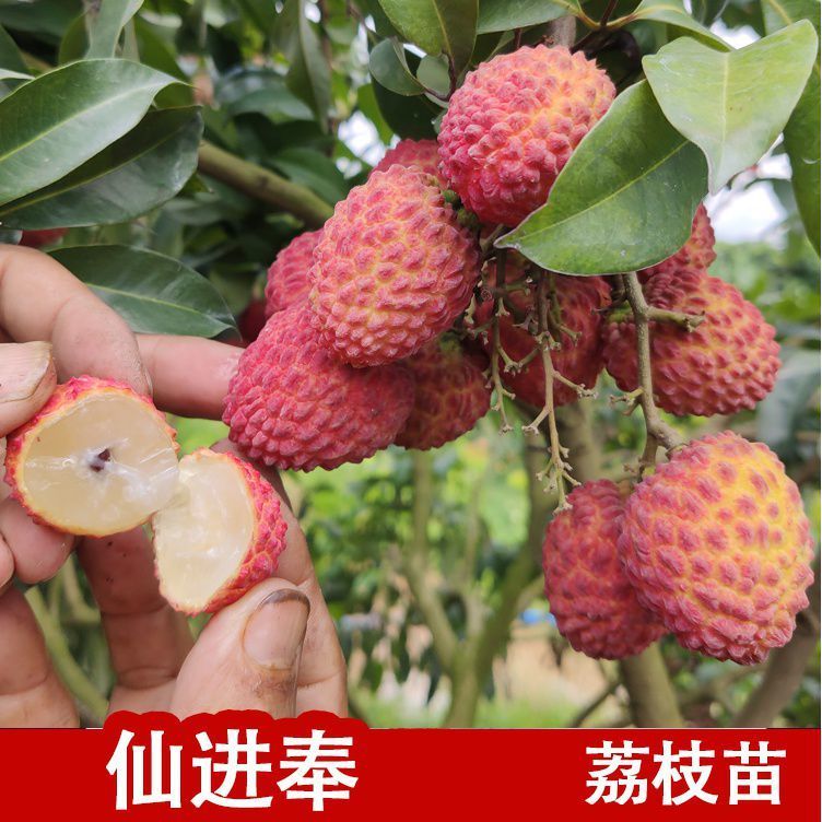 荔枝果树苗桂味妃子笑无核荔枝嫁接果苗盆栽地载南方种植当年结果