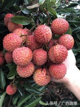 广西钦州特产荔枝,细 脆 甜