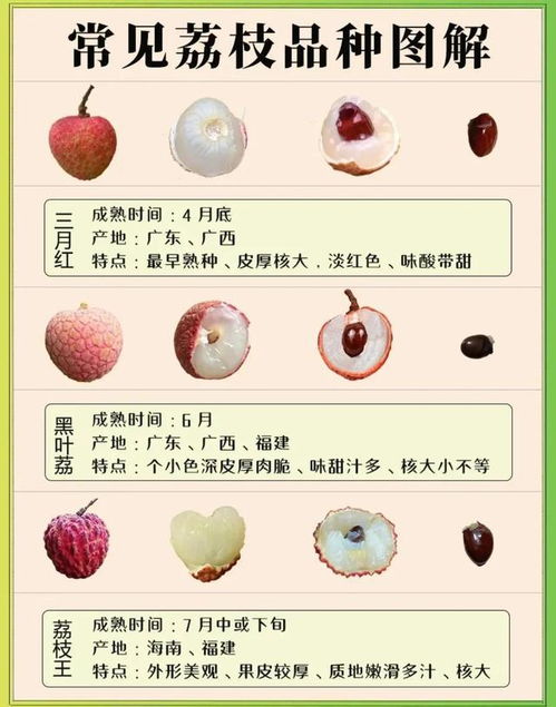 万万没想到,荔枝有那么多品种