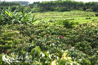 海南澄迈优质特色农产品 百果园 王品无核荔枝