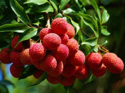 招商 广西灵山荔枝特色新鲜水果妃子笑香荔非无核荔