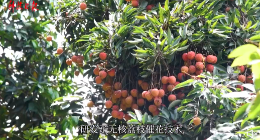 点赞!我国攻克吃荔枝的一个难题