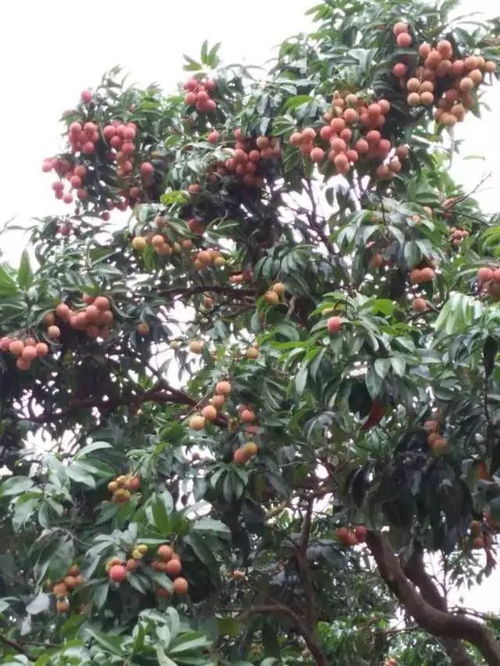 无荔枝不夏天 这些曾供皇室专享的荔枝广州就可采摘啦
