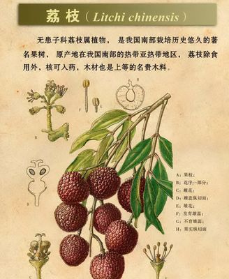 无核荔枝是转基因?