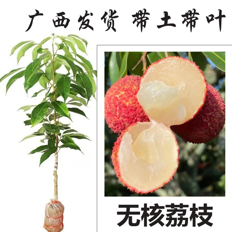 映棠广西荔枝树苗嫁接苗冰荔枝桂味糯米糍仙进奉无核荔枝苗带土带叶发