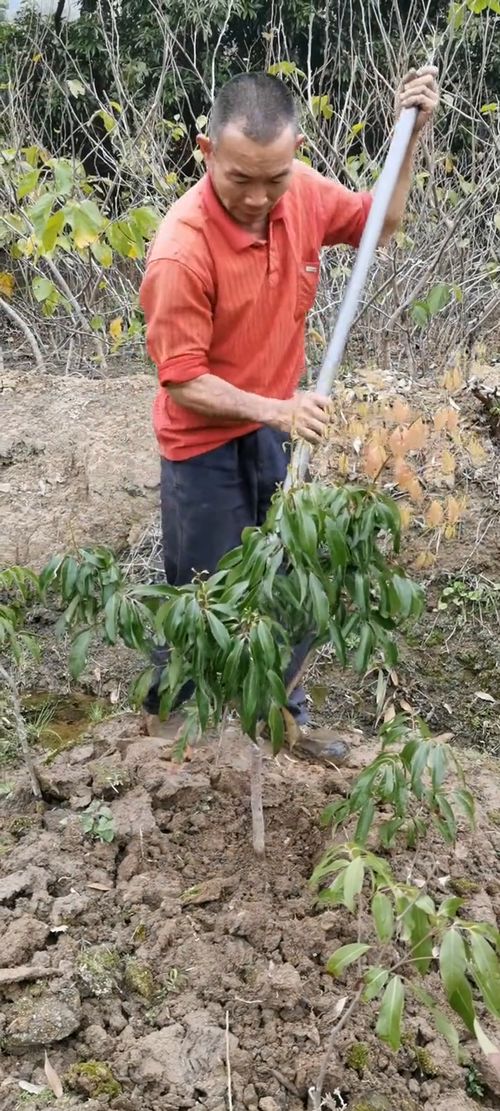 无核荔枝与杨梅果苗种植指南 从两公分幼苗到丰收果园