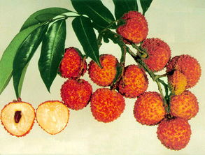 岭南珍果香飘远 广东无核荔枝的甜蜜传奇