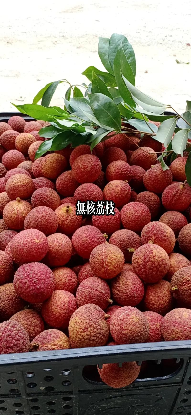 无核荔枝 甜美无核的果中新贵