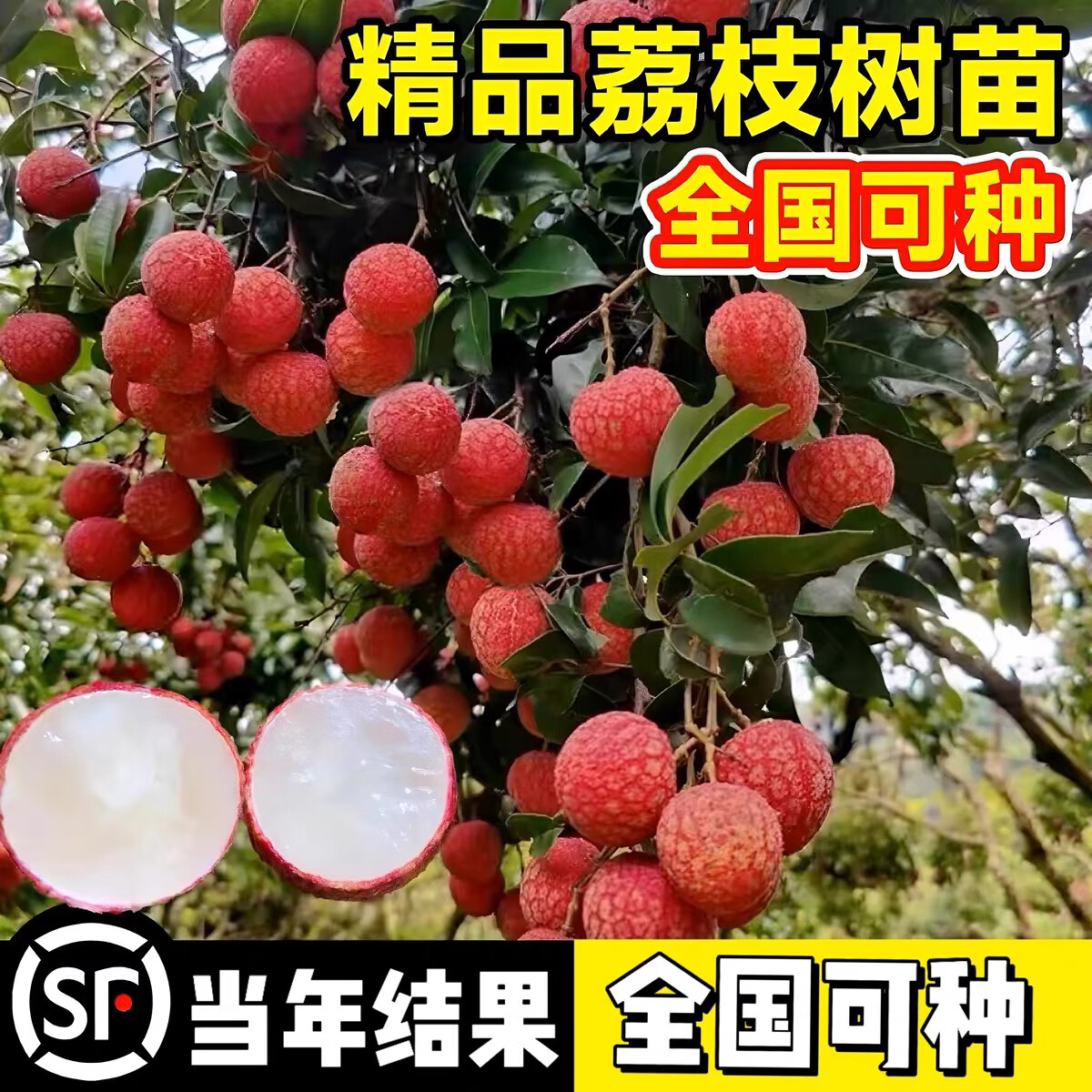 无核荔枝 庭院种植的珍品与栽培要点