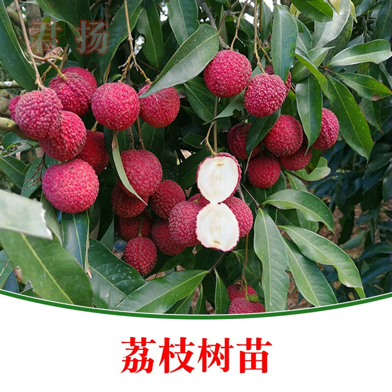 无核荔枝 从A4妃子笑到桂味糯米糍的品种探索