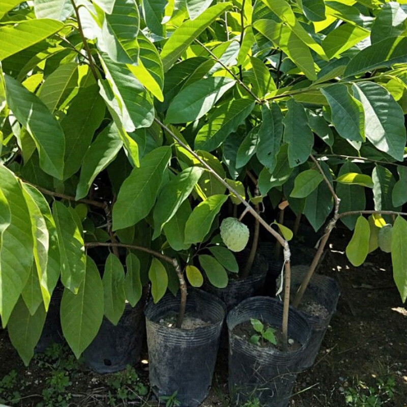 无核荔枝 桂糯米品种南北方盆栽与地栽种植指南