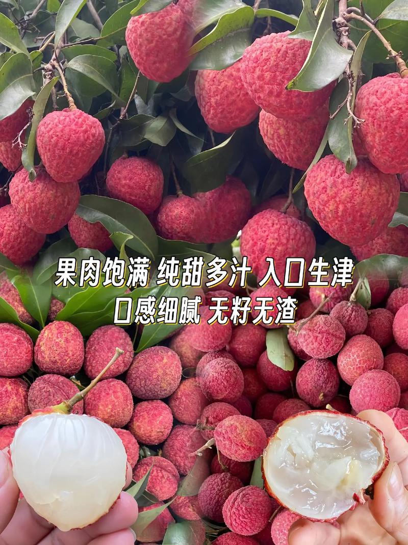 无核荔枝 果肉如凝脂的清甜之选