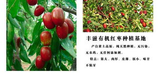 品味山西 丰滋无核八宝枣与无核荔枝的甜蜜邂逅