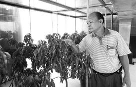 十年钻研 成就无核荔枝红