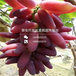 【一支红宝石葡萄苗出售价格、一支红宝石葡萄苗出售价格、一支红宝石葡萄苗出售价格】- 