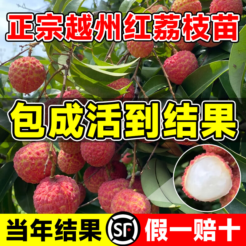 临雅荔枝树苗无核桂味果树盆栽妃子笑嫁接水果树苗糯米糍果苗仙进奉