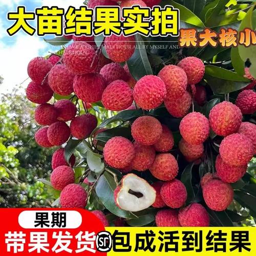 荔枝无核树苖桂味妃子笑糯米糍果树嫁接仙进奉嫁接果苗当年结果