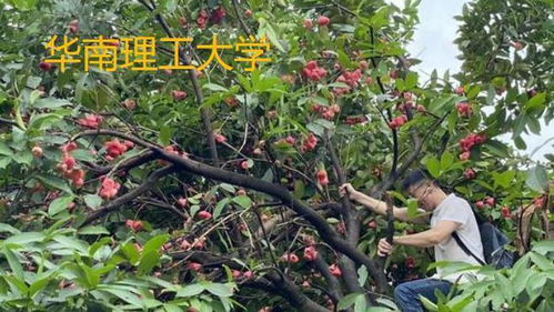 大学校园特产火了, 昌大的杨梅 深大的荔枝, 这不比招生简章诱人
