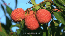 这是一颗 吃一次想一年 的荔枝
