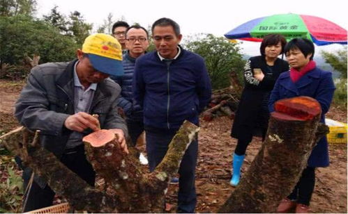 无核荔枝吃过吗 种植起来不算难,产量比普通荔枝高