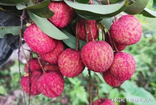 无核荔枝卖100多块钱一斤,为什么种植的人不多 我来告诉你原因