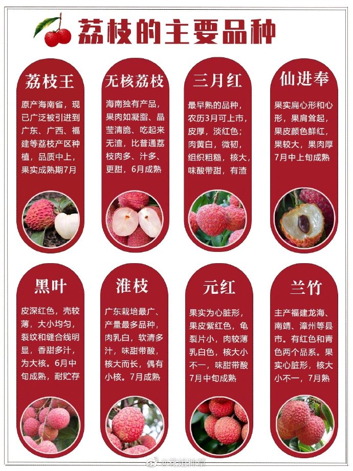 #广州超55万亩荔枝熟了#