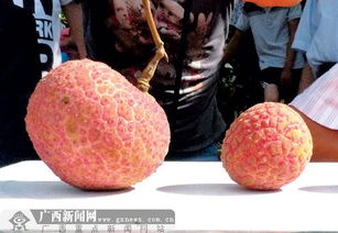 灵山荔枝节 硕果累累，荔枝王新鲜出炉，单颗重达73克无核佳品