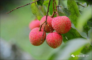 海南澄迈陆侨无核荔枝惊艳上市，主打高端市场热销北上广深