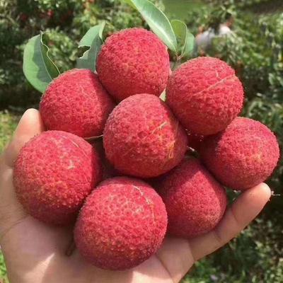 澄迈无核荔枝批发 海南海口秀英区优质无核荔枝解析