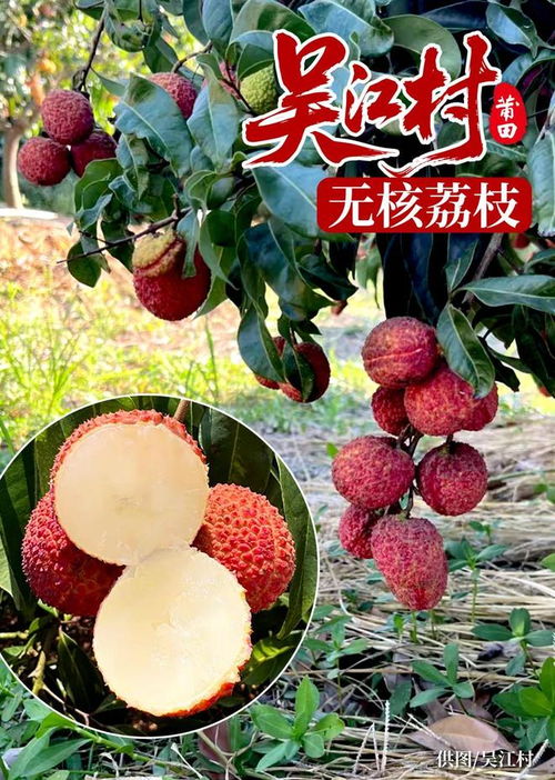 莆田吴江村万棵无核荔枝喜迎丰收季