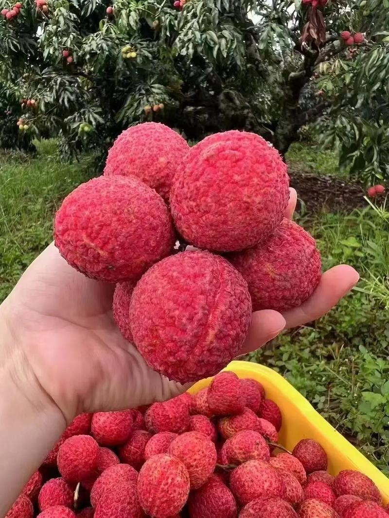 桂味荔枝与海口火山无核荔枝 品味海南的甜蜜珍品