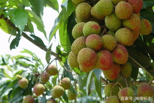 发现地标 妃子笑荔枝与屏边无核荔枝的传奇故事