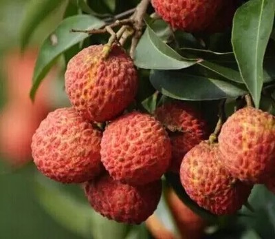 荔枝选购指南与十大热门品种解析 无核荔枝亮点何在？