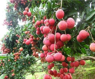 无核荔枝 灵山荔枝之乡的珍贵树苗