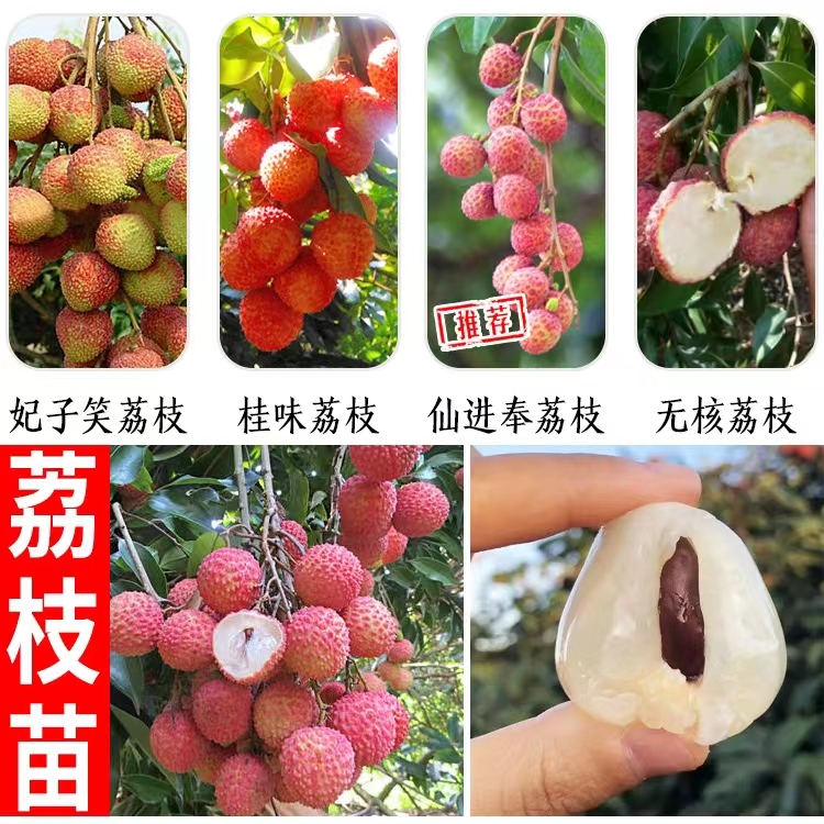 嫁接无核桂味与妃子笑荔枝 广西优质大苗栽培指南