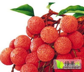 东莞荔枝踏上国家地理标志产品申报之路 无核荔枝引领品质升级