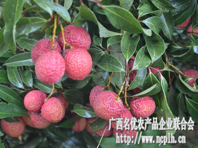 无核荔枝迎丰收，广西名优农产品企业联合会赴灵山专题调研