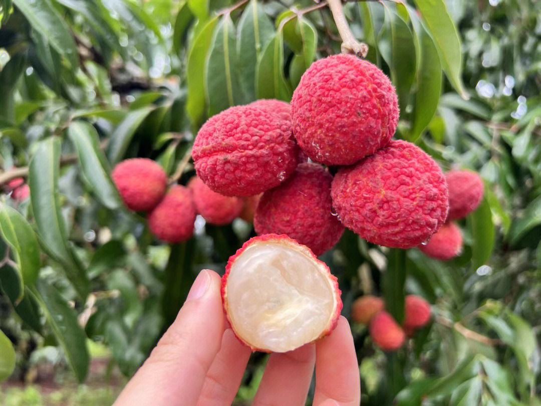 无核荔枝品鲜季 甜蜜来袭，你尝到了吗？