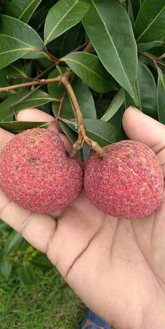 灵山无核荔枝 原生态无籽荔枝王，净重5斤，欢迎电商批发合作一件代发